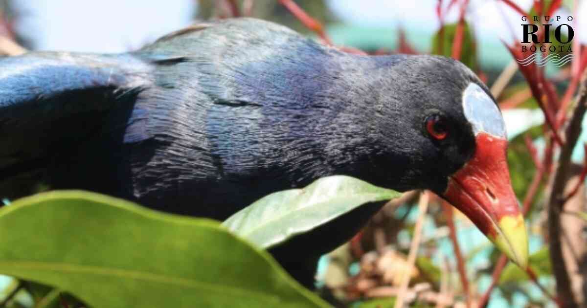 Esta ave, cuyo hábitat natural se encuentra en los pantanos y zonas húmedas de América, se acerca a la capital entre noviembre y marzo.
