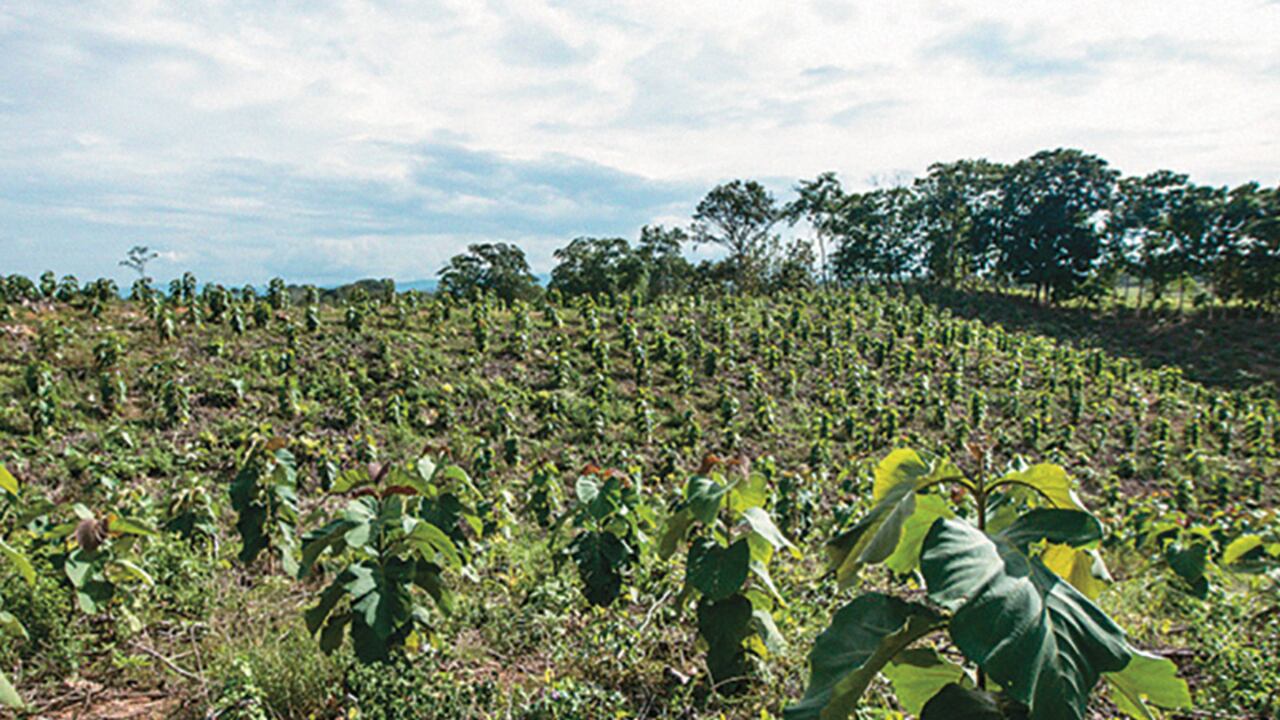Contra Argos existe una reclamación en Sucre por cerca de 2.000 hectáreas de tierras sembradas con teca. El año pasado demandaron penalmente a los reclamantes, ya que aseguran haberles comprado a precio justo y de manera gradual durante cinco años.