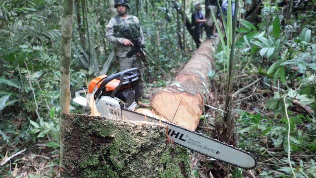 La deforestación es el flagelo medioambiental más grande de Colombia en la actualidad. Foto: archivo/Semana.