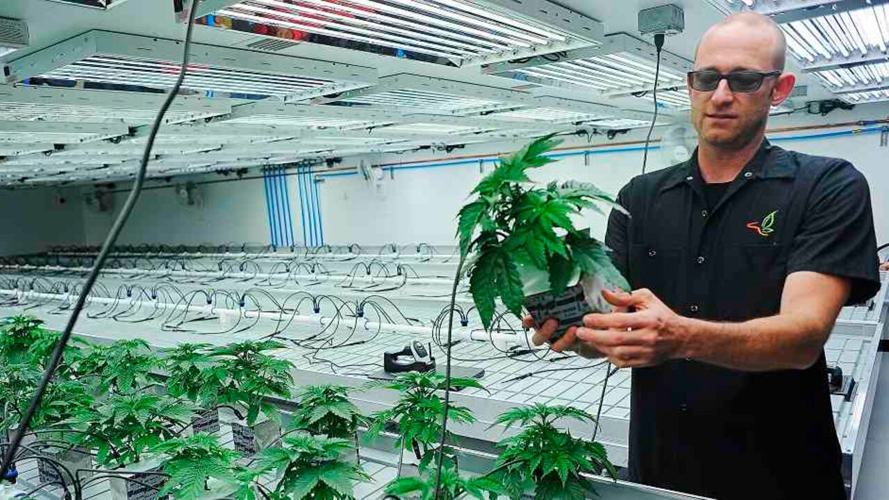 ¿Será legal el uso recreativo de cannabis en Estados Unidos?