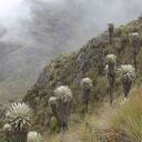 Santurbán es uno de los ecosistemas de páramo más importantes del país. Foto: Más Media.