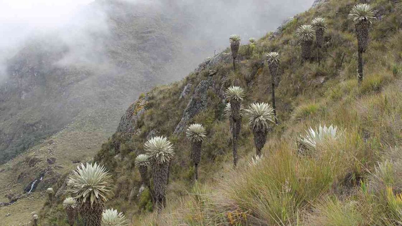 Santurbán es uno de los ecosistemas de páramo más importantes del país. Foto: Más Media.