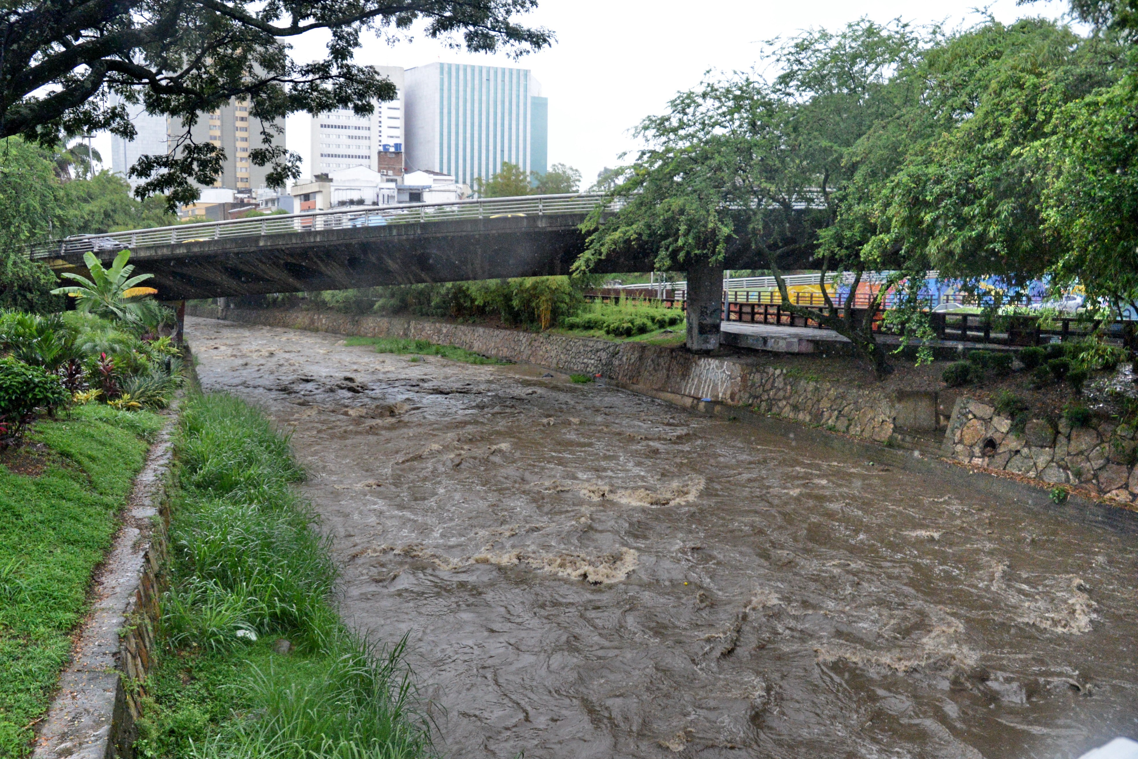 Cali: Lluvias en la ciudad desde tempranas horas de mañana generan caída de árboles en el oeste de Cali