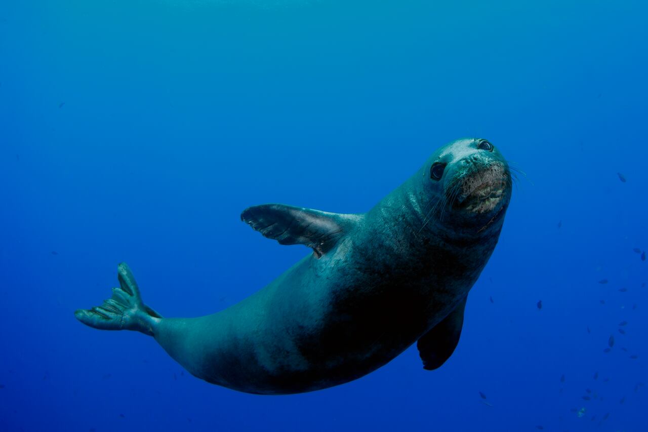 Foca Monje