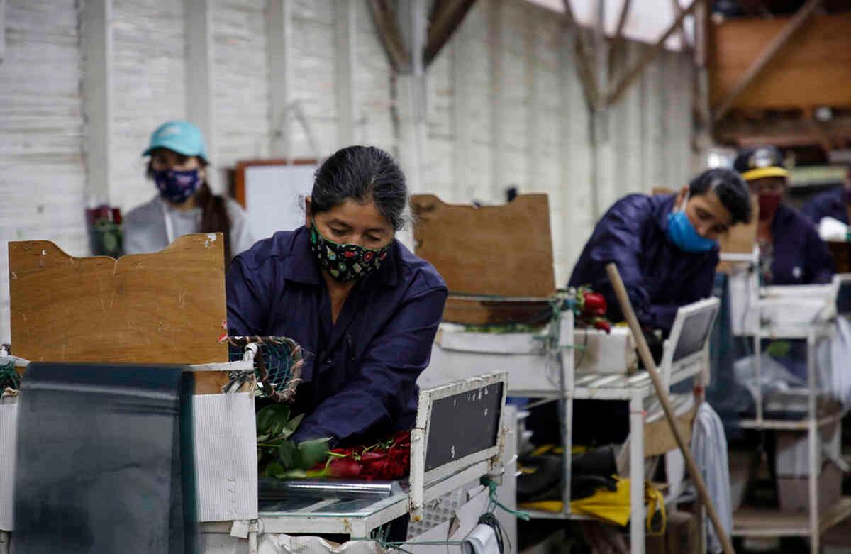 Los floricultores trabajando para sacar la mayor producción de flores en el Día de las Madres