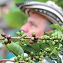 NO USAR, USO EXCLUSIVO MEJOR COLOMBIA, Especial Cundinamarca, Cundinamarca Cafetera