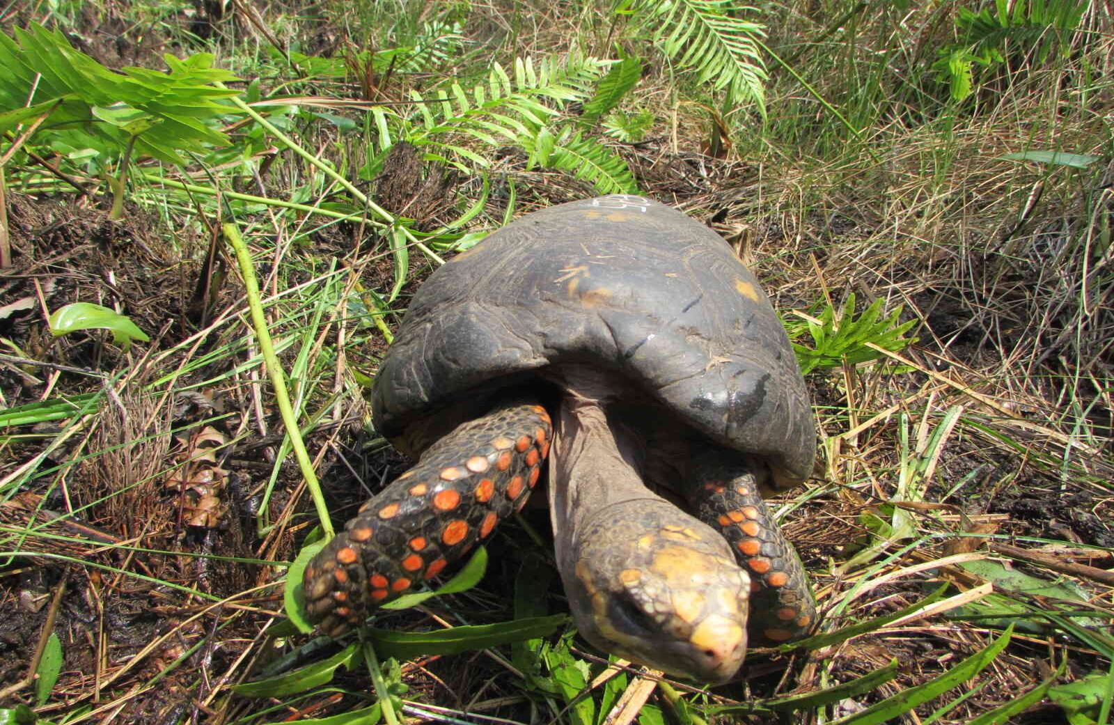 70 animales, como tortugas terecay, matamata y morrocoy, ranas, iguanas, zarigüeyas, serpientes como boa y cabulla y canarios silvestres, habían sido capturados por los traficantes para venderlos como mascotas en diferentes sitios de Bogotá. Foto: Cormacarena
