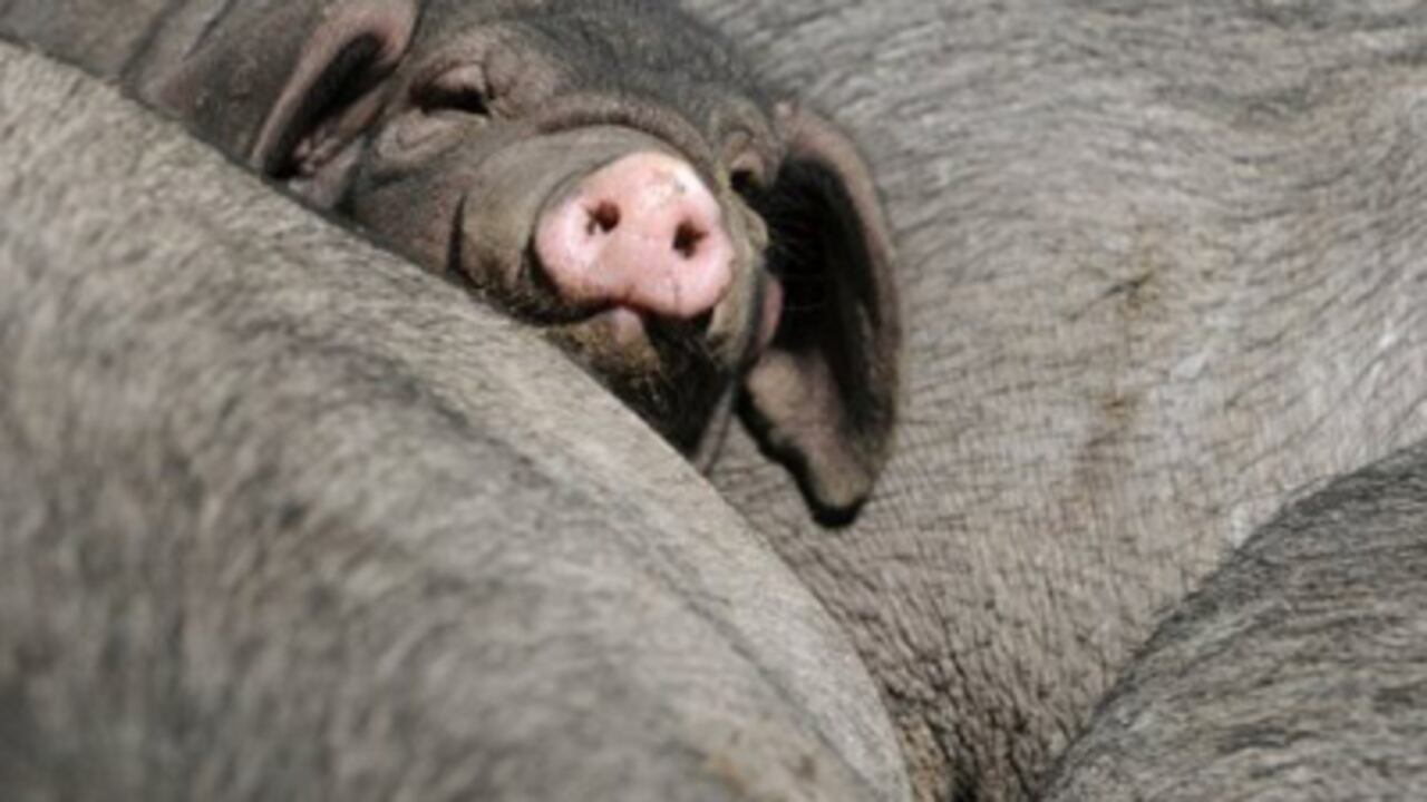 El cerdo podría llegar a ser "un modelo útil" para estudiar estas enfermedades humanas.