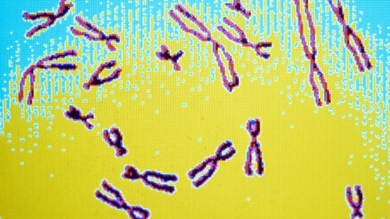 El cromosoma Y ha perdido la mayor parte de sus genes ancestrales a lo largo de unos 170–180 millones de años de evolución en mamíferos.
