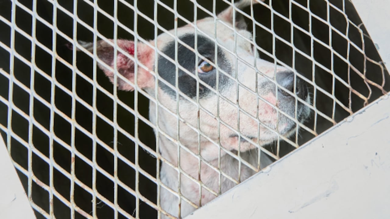 La Fiscalía y la Policía encontraron a 12 perros heridos en el lugar en el que se desarrollaban las peleas entre los caninos. Este es uno de los animales rescatados.