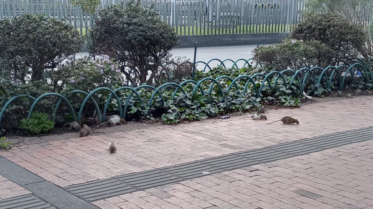 La Secretaría de Salud ya ha adelantado algunas acciones en esta zona.