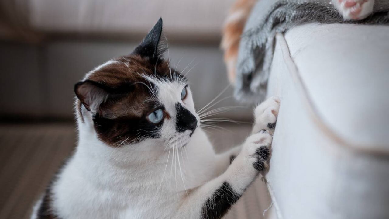 Muchas personas consideran a los gatos como mascotas perfectas.