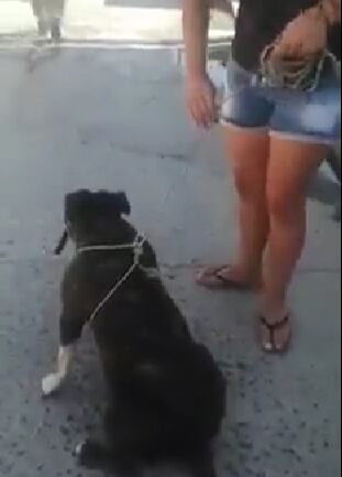 La mascota terminó con sus genitales destrozados.