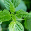 La ortiga verde tiene propiedades medicinales.