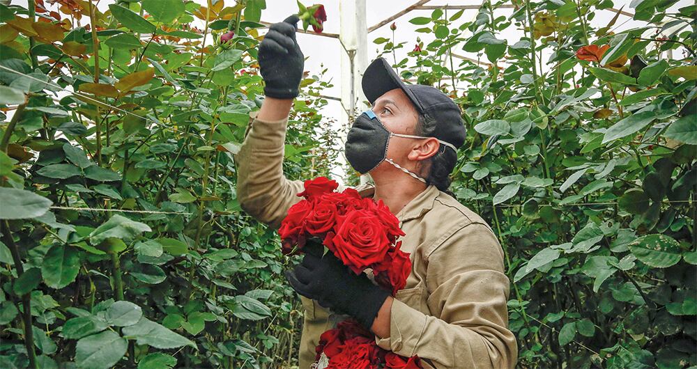 La floricultura genera miles de empleos.