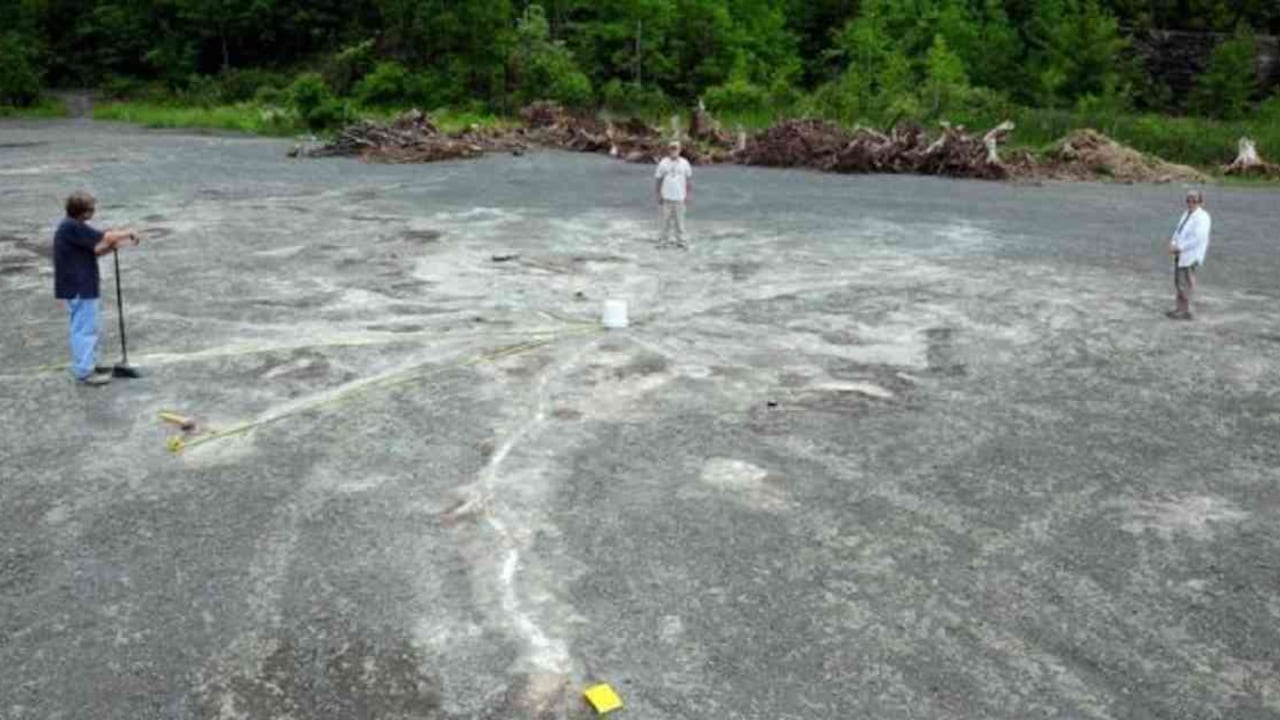 El hallazgo se hizo en un área abandonada cerca de la población de Cairo, en el estado de Nueva York. Foto: Charles Ver Straeten