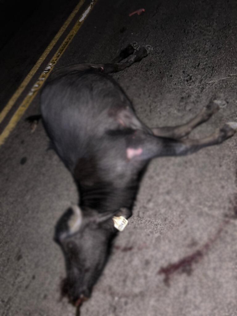 Impactante accidente: teniente chocó contra un búfalo que andaba suelto: “El dueño no quiere responder y niega ser el propietario”, denuncia