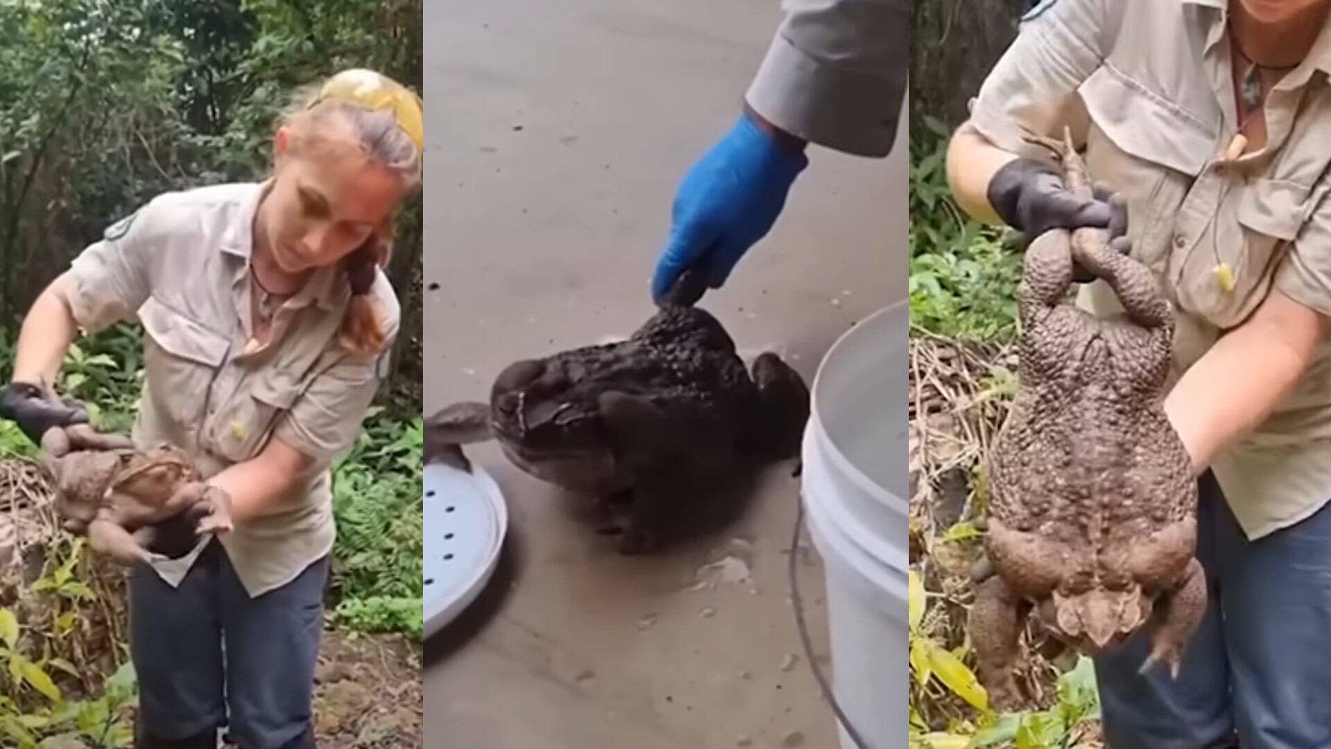 El sapo tamaño récord tuvo que ser sacrificado.
