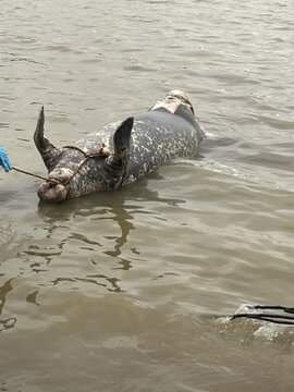 El espécimen fue trasladado a la reserva natural Cabildo Verde de Sabana de Torres, donde se le practicará la necropsia.