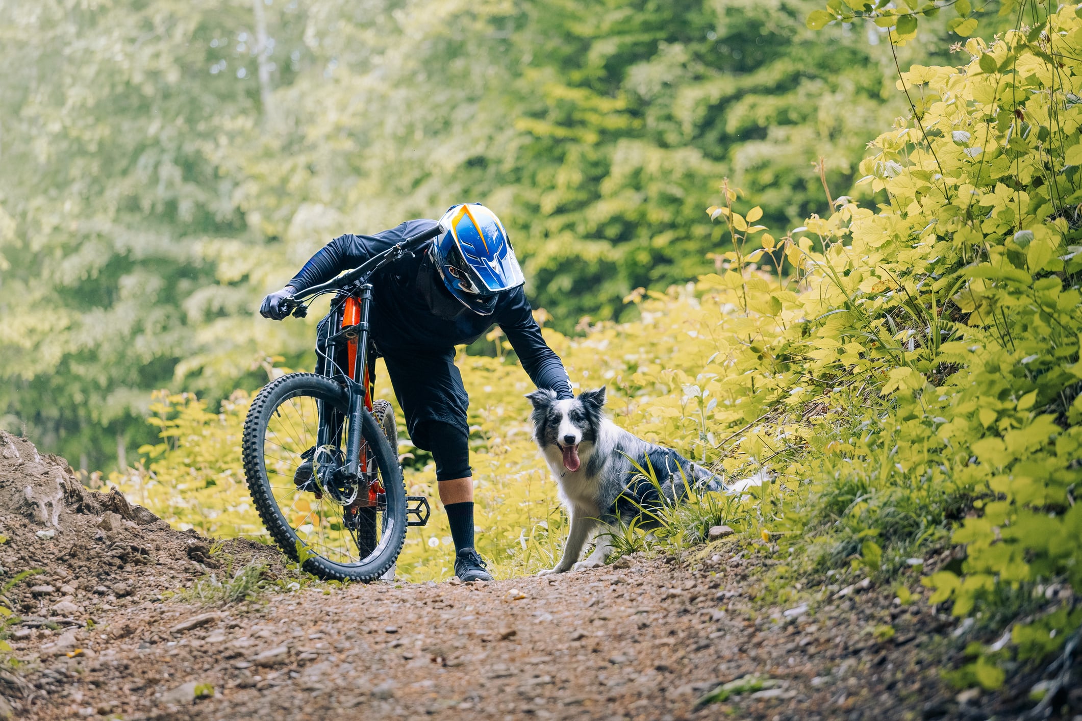 Lugares pet-friendly en Bogotá.