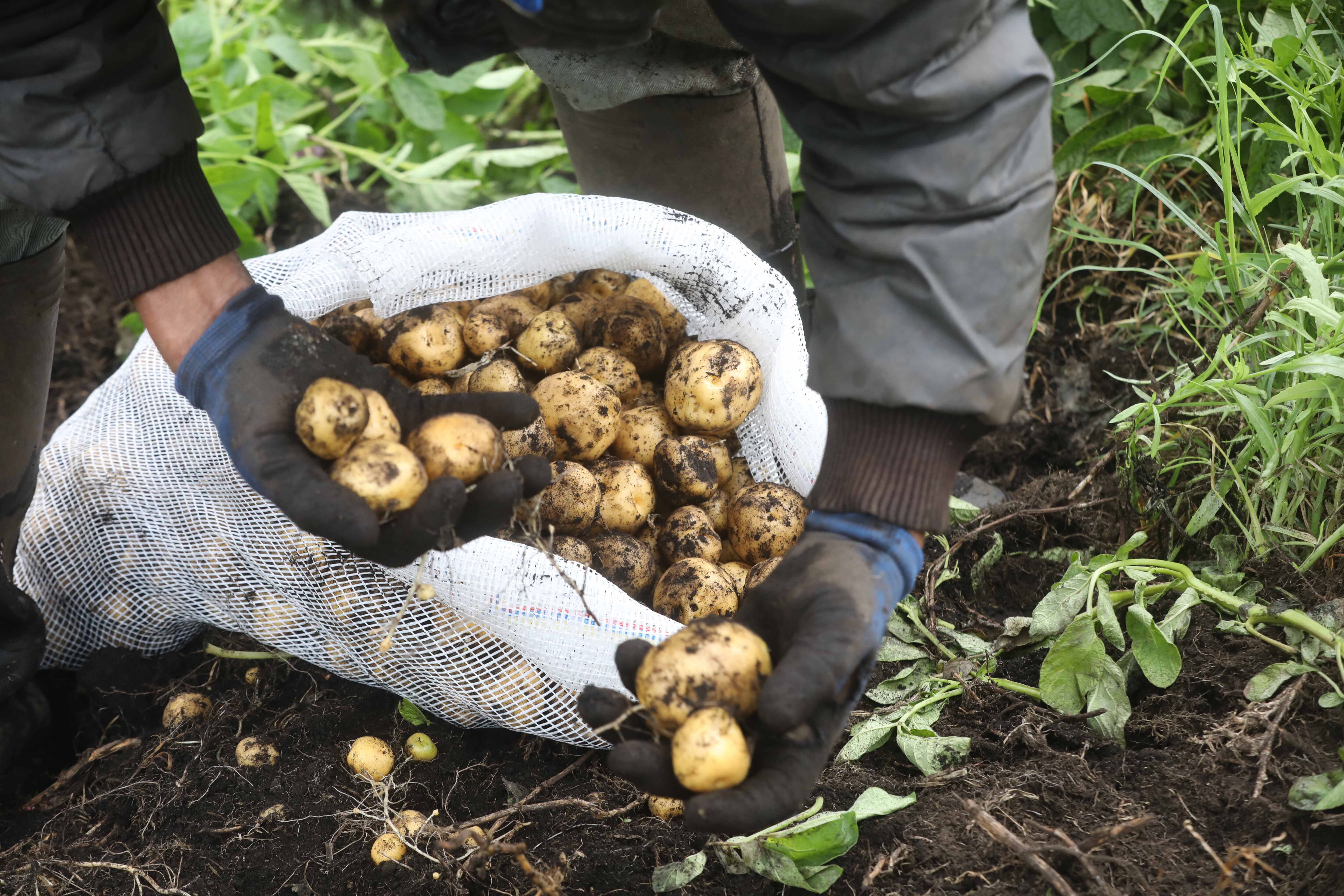 La agencia se ha consolidado como una comercializadora de los productos agrícolas de la región.