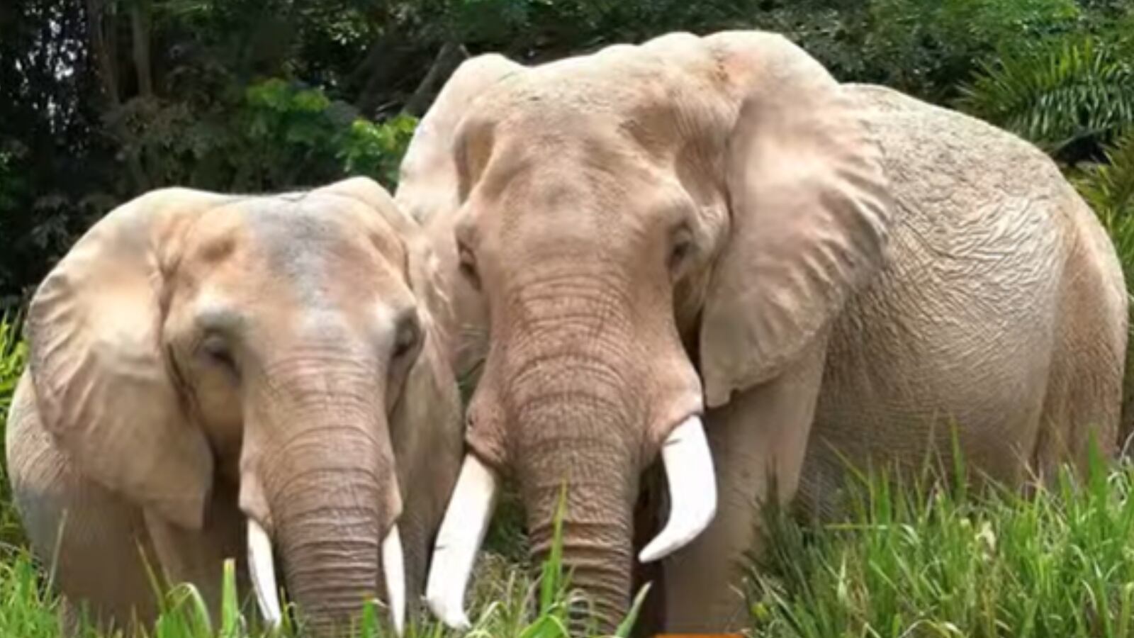 Kumarí, un acercamiento a la naturaleza y la fauna del mundo