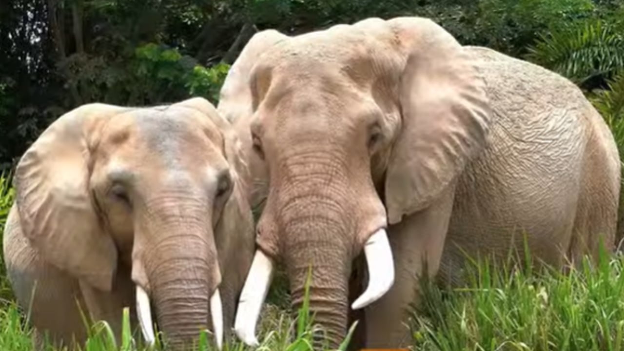 Kumarí, un acercamiento a la naturaleza y la fauna del mundo