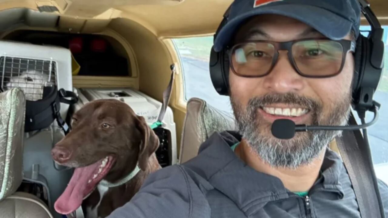 Dos perritos que acompañaban al piloto sobrevivieron al choque.