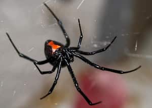 Viuda negra - Imagen de referencia.