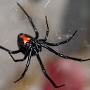 Viuda negra - Imagen de referencia.