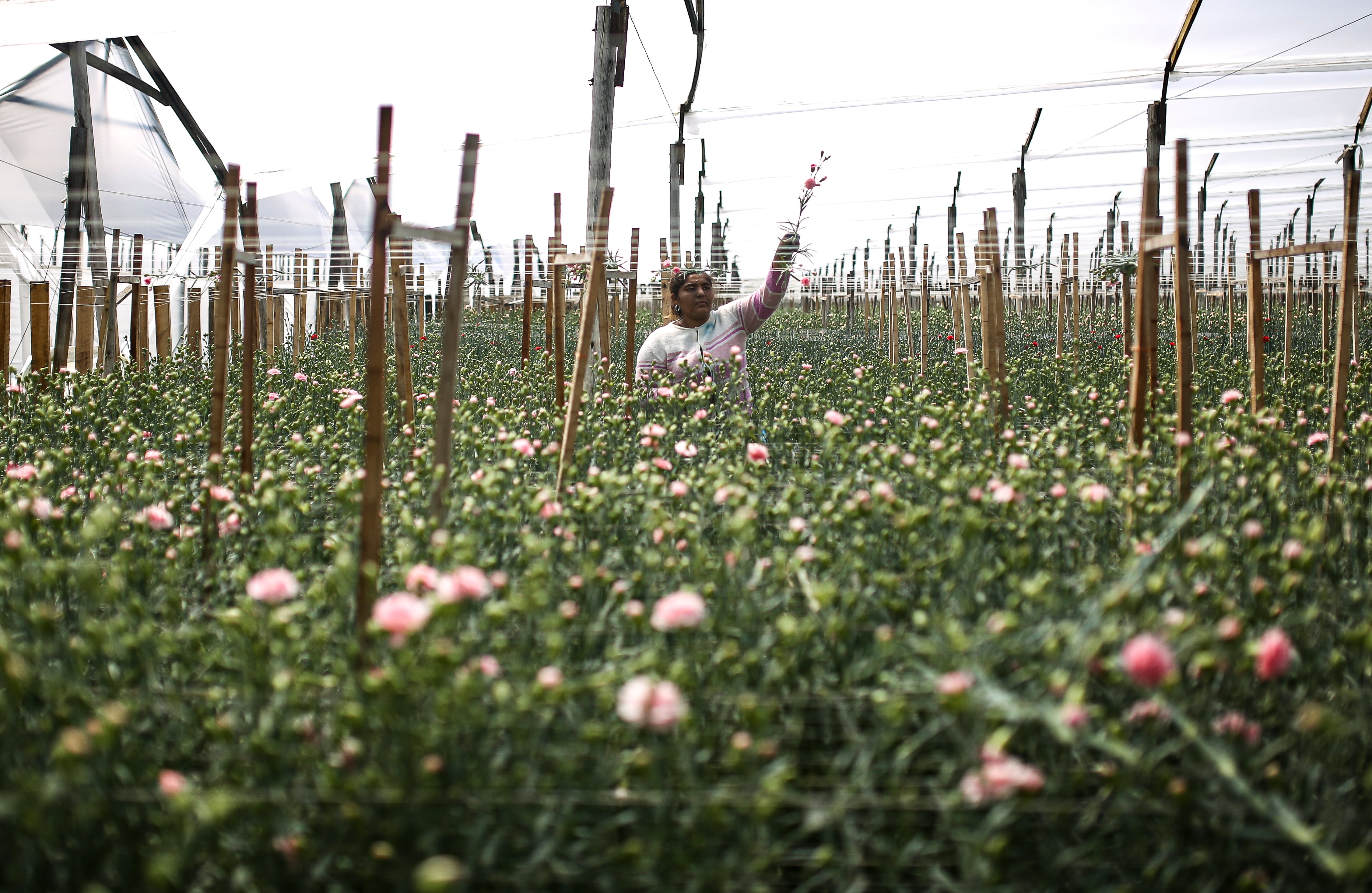 Flores, el regalo tradicional en el día de la madre