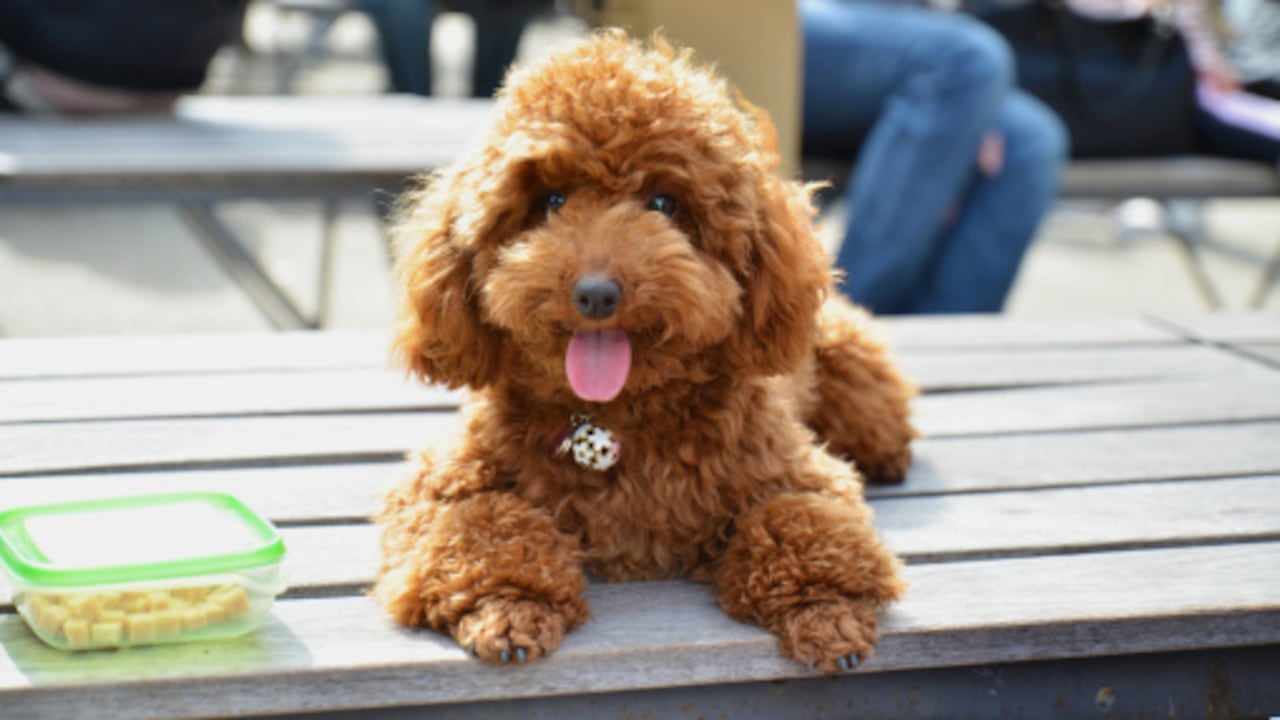 Imagen de referencia.