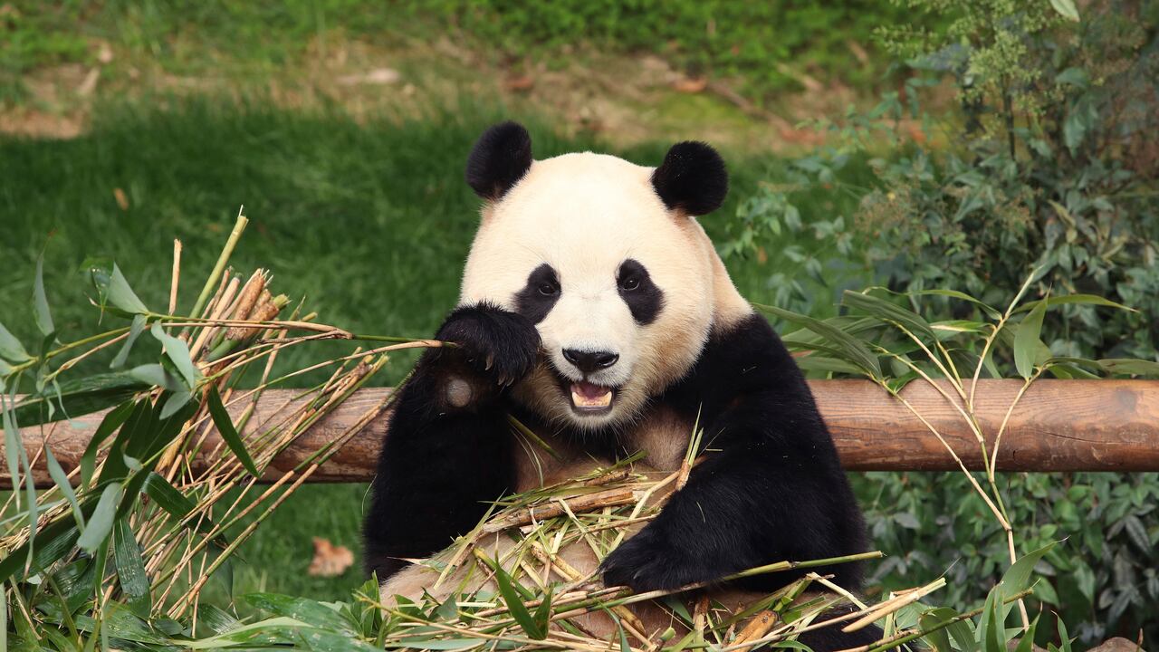 El panda gigante Fu Bao come bambú en el parque de diversiones Everland el 3 de marzo de 2024, en Yongin, Corea del Sur. Una multitud de personas, algunas llorando, se reunieron en el parque de diversiones empapado por la lluvia en Corea del Sur para despedirse de su amado panda gigante antes de su partida a China el miércoles 3 de abril.