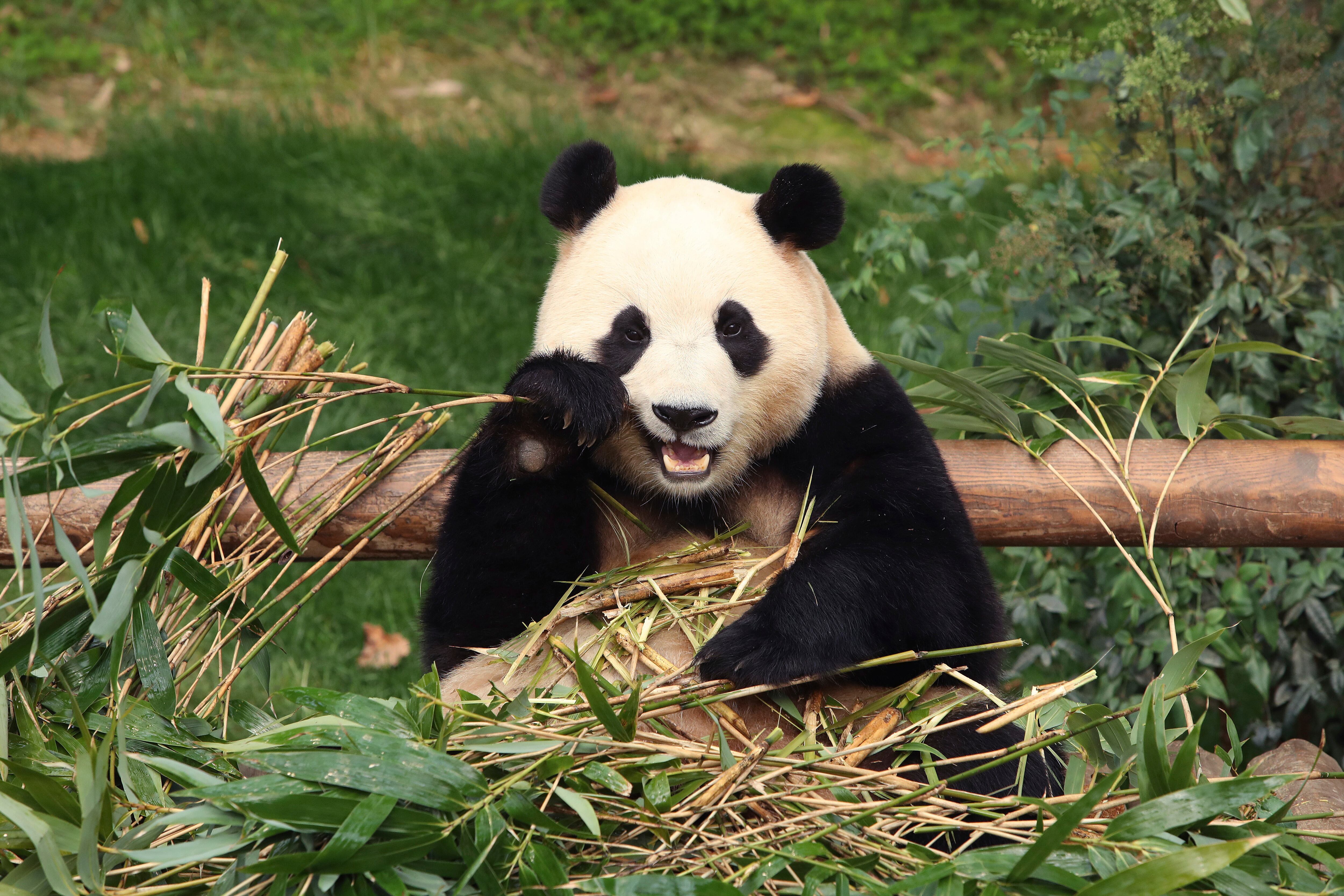 El panda gigante Fu Bao come bambú en el parque de diversiones Everland el 3 de marzo de 2024, en Yongin, Corea del Sur. Una multitud de personas, algunas llorando, se reunieron en el parque de diversiones empapado por la lluvia en Corea del Sur para despedirse de su amado panda gigante antes de su partida a China el miércoles 3 de abril.