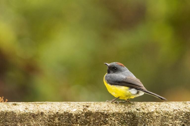 Avistamiento de aves en Biosuroeste