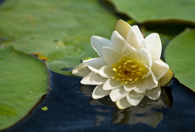 La vainilla puede acercarnos a las energías del amor y la armonía