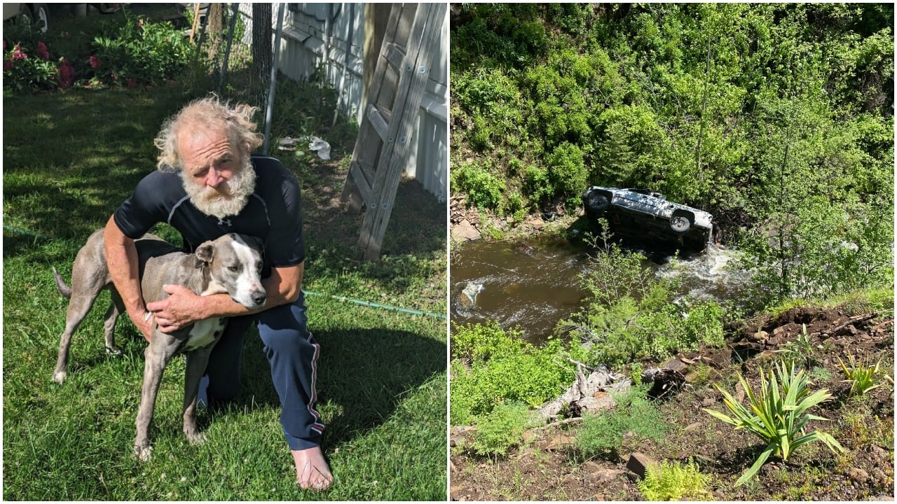 Héroe de cuatro patas: perro que recorrió 6 kilómetros para salvar la vida de su dueño tras impactante accidente