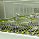 Robots 3D cultivando lechuga en un invernadero - conceptos de procesos automatizados