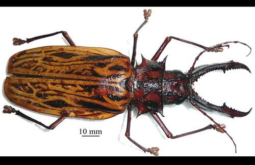 El Escarabajo longicornio o Escarabajo de sierra constituye uno de los ejemplares más representativos del trópico.  Su presencia está registrada en departamentos como Amazonas, Caquetá, Cesar y Magdalena. Su amenaza se debe en gran parte a que son capturados por los coleccionistas para tenerlos de recuerdo de las zonas tropicales.

