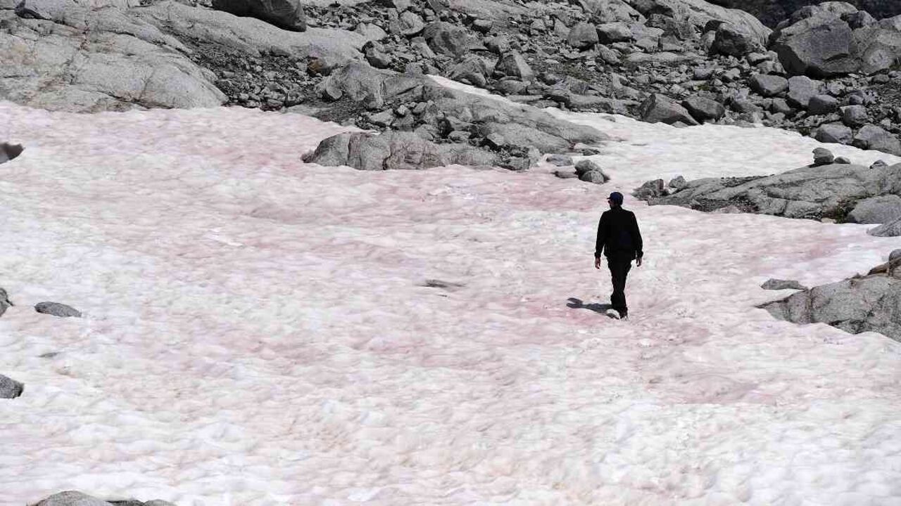 Las altas temperaturas provocan el florecimiento de algas que ocasionan que el hielo se derrita más rápido y tome un color rosado. Foto: Miguel Medina/AFP