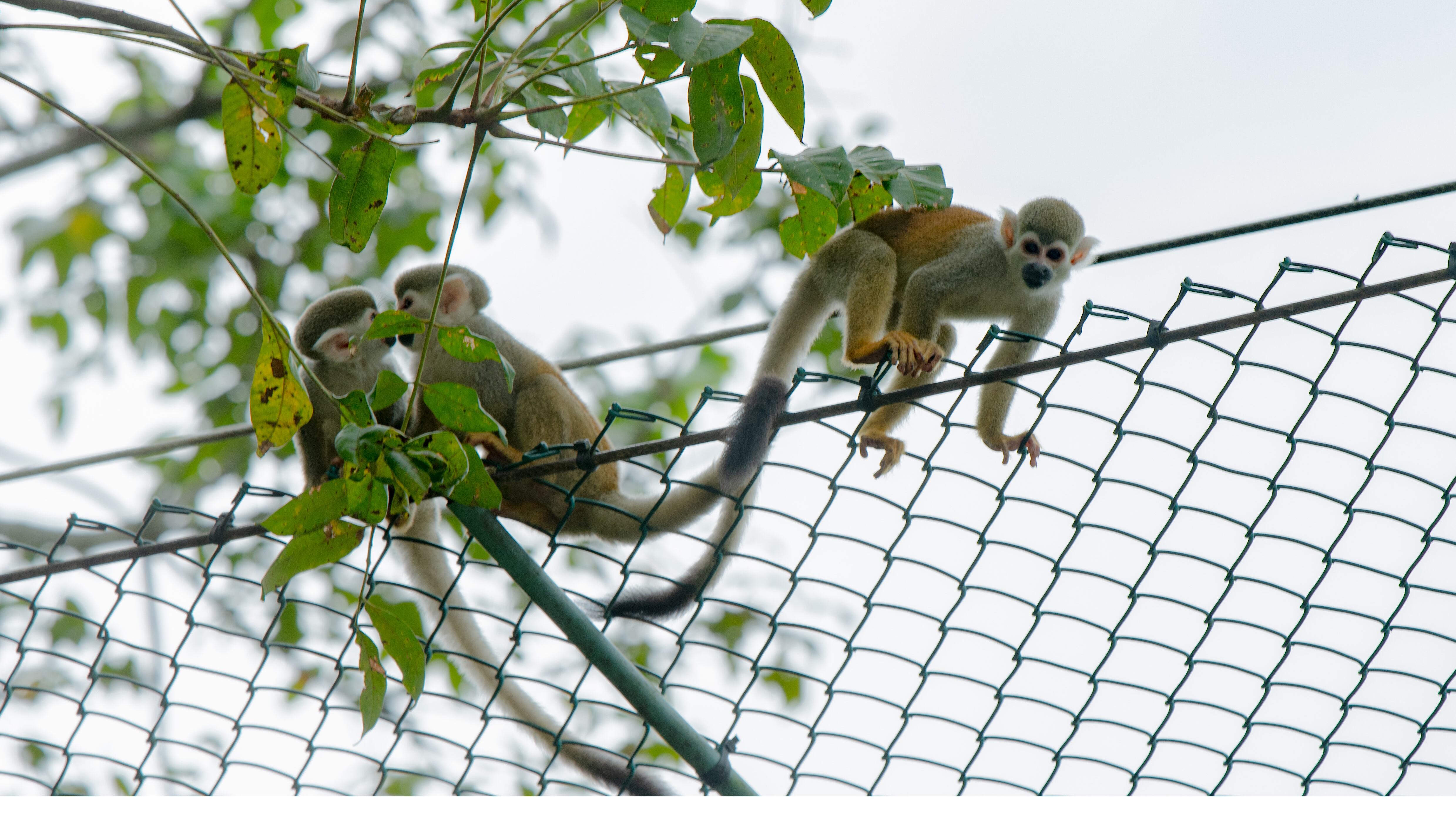 Contenido Covioriente