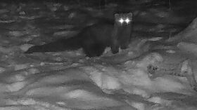 La tecnología permitió registrar a un animal olvidado por décadas.