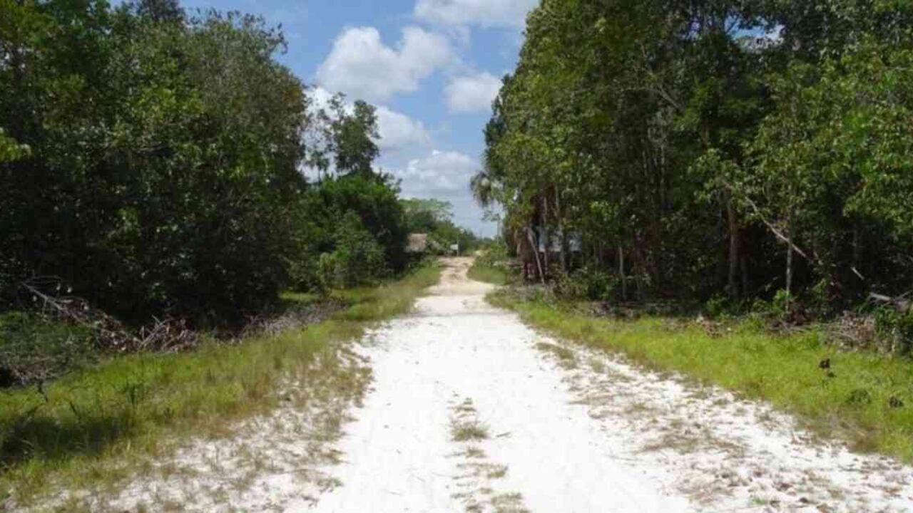 Las sabanas de arenas blancas del Guanía son el hábitat de cientos de especies de flora y fauna. Foto: change.org - Colombia hoy