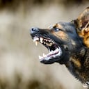 Aggressive dog shows dangerous teeth. German sheperd attack head detail.