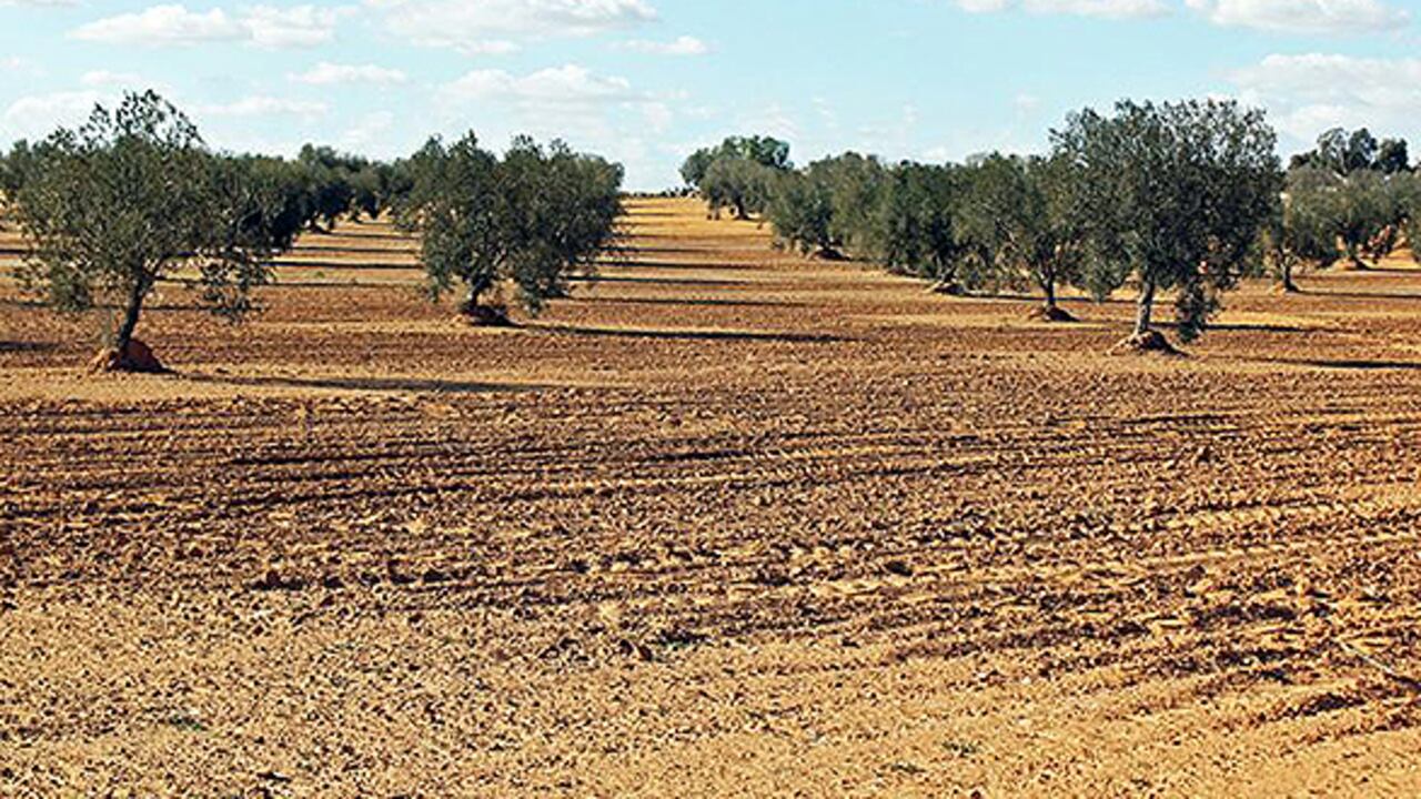 Tras las revoluciones y después de haber estado inaccesible durante años, el Parque Nacional de Bou Hedma abre lentamente en Túnez para los turistas. Los gatos monteses, los antílopes y muchas aves se encuentran aquí en casa. (Foto: Hans Pohl)