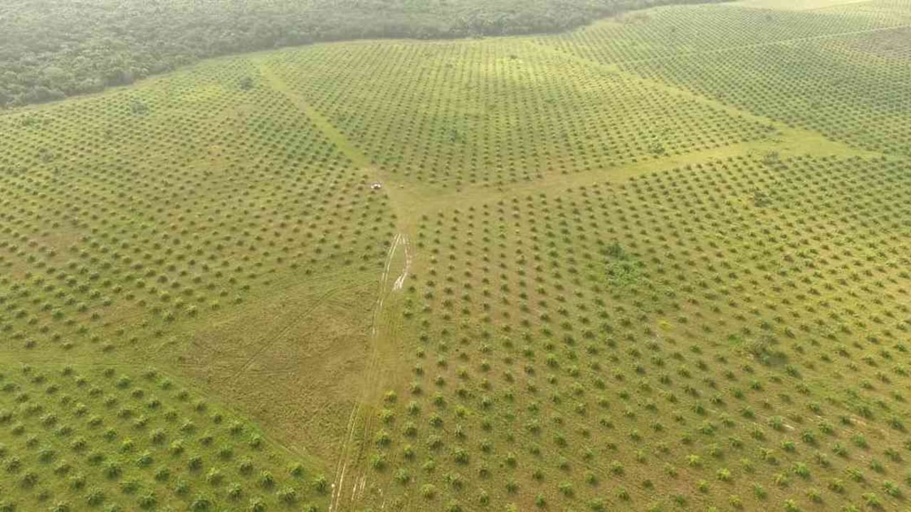 Plantaciones de palma de aceite en Puerto Gaitán. Foto: Álvaro Avendaño.