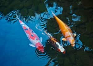 Pez koi