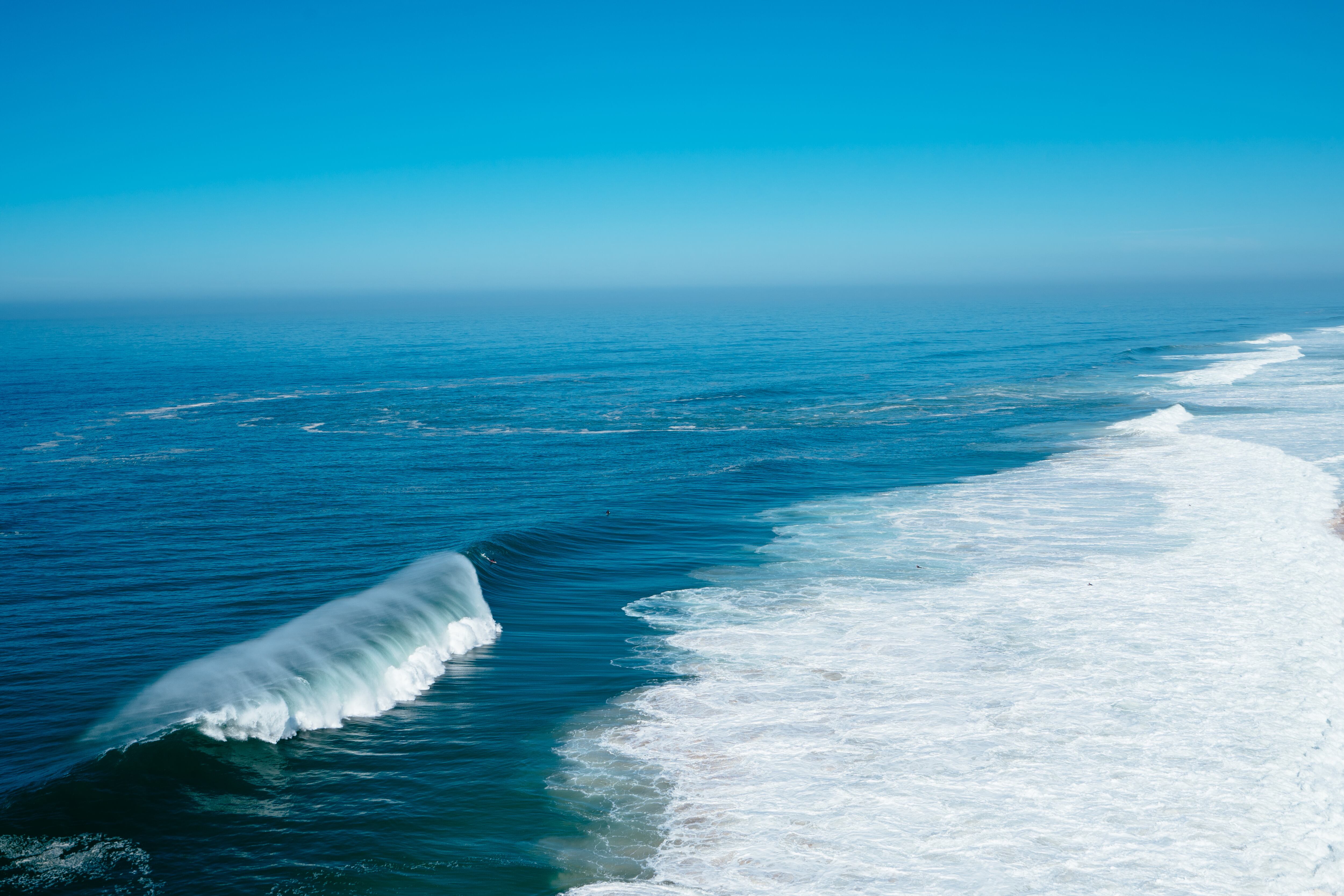 Habita en las aguas frías del Atlántico Norte y del océano Ártico.