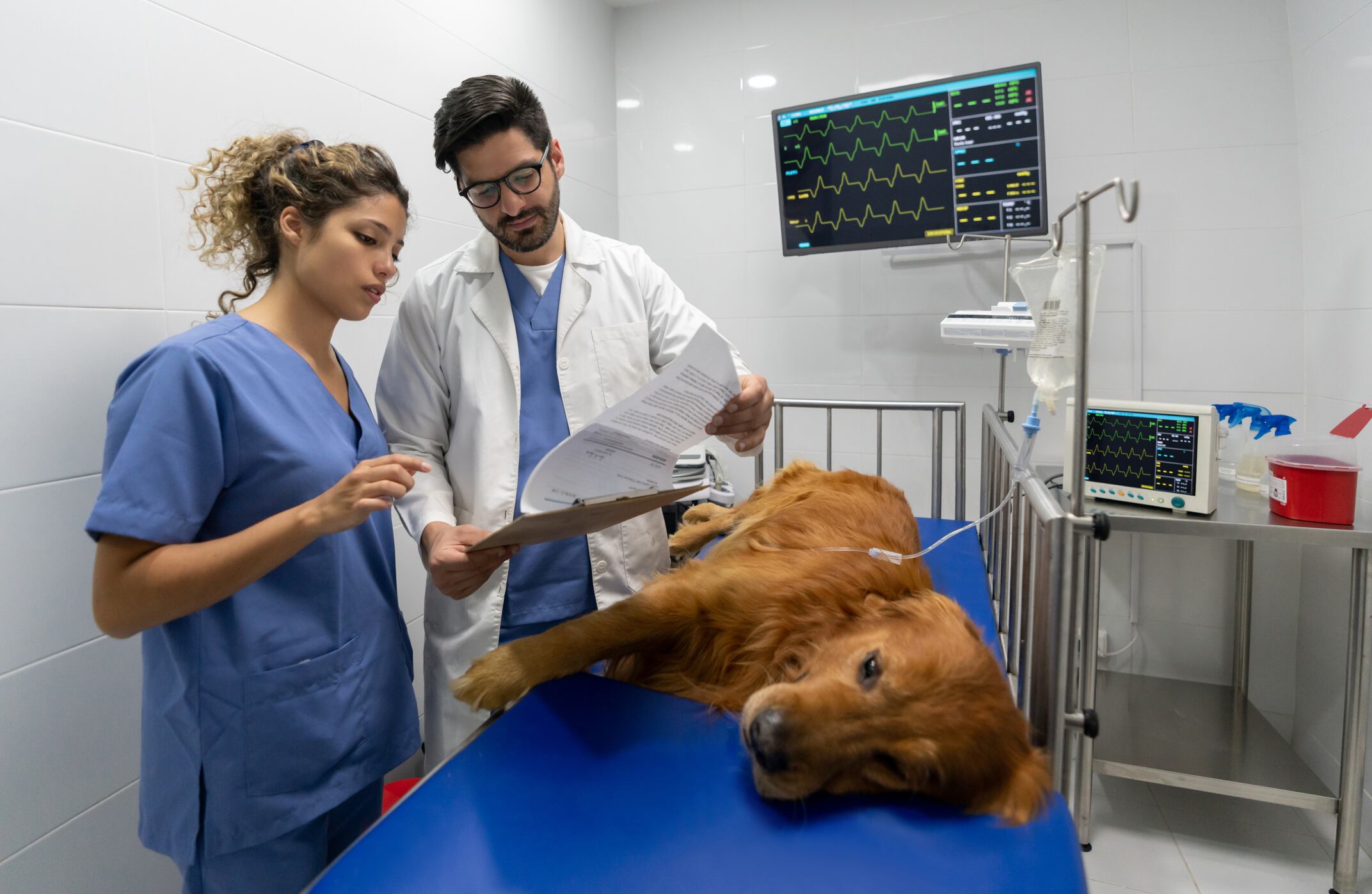 Veterinarios realizando un examen médico a un perro hospitalizado en el hospital de animales - conceptos de medicina de emergencia.