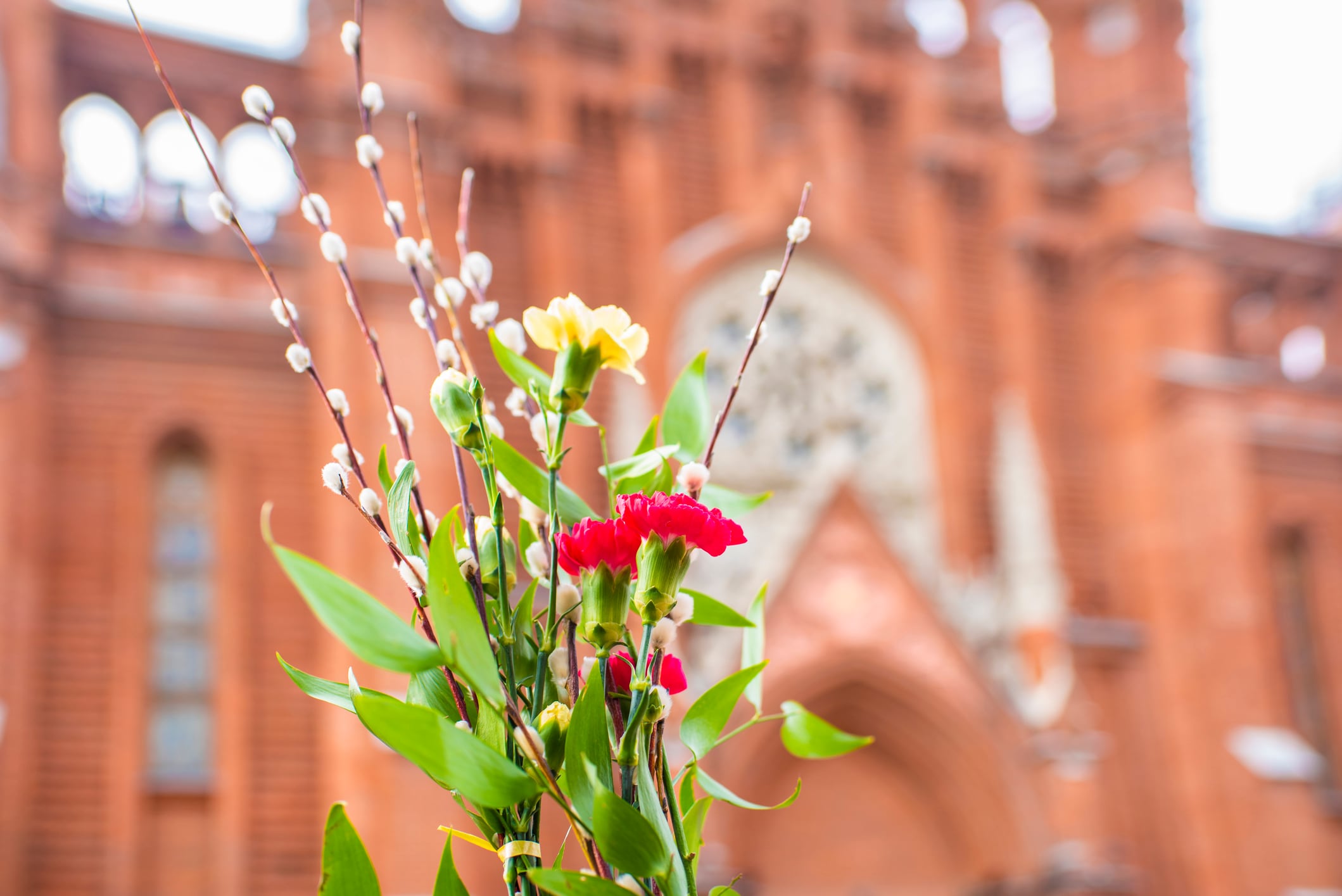 El color rojo intenso del clavel se asocia con la sangre derramada por Jesucristo en la cruz, mientras que su fragancia evoca la devoción y la pureza espiritual que caracterizan esta temporada sagrada.